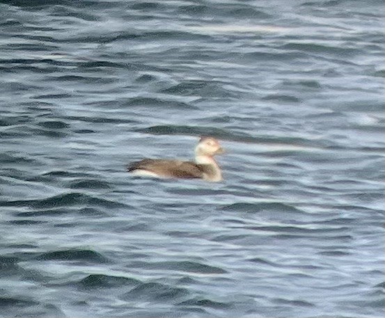 Long-tailed Duck - Mike Clark