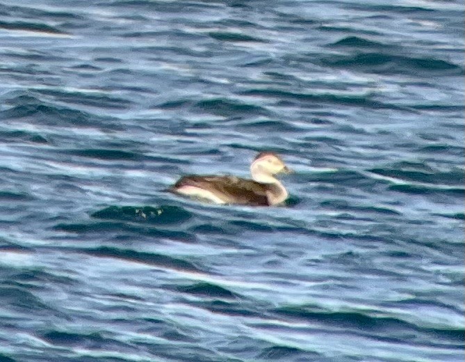 Long-tailed Duck - Mike Clark