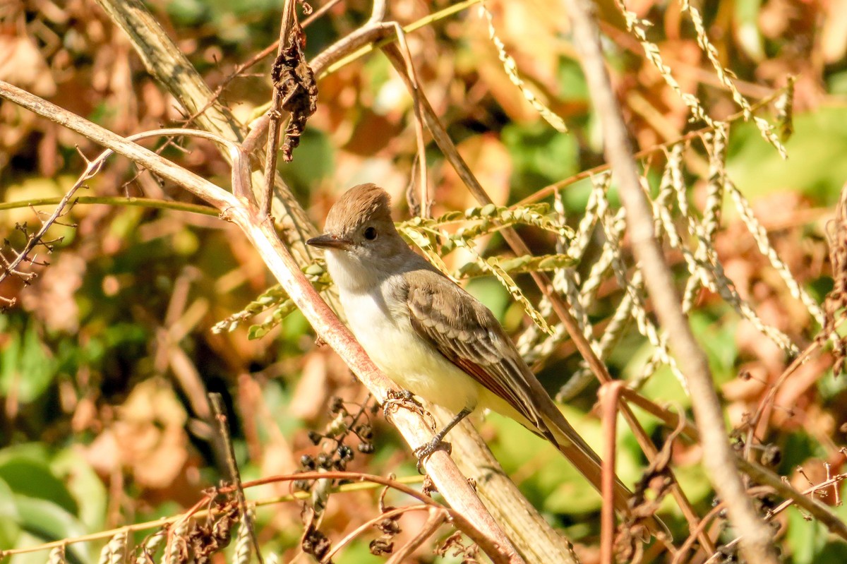 Ash-throated Flycatcher - Lee Weber