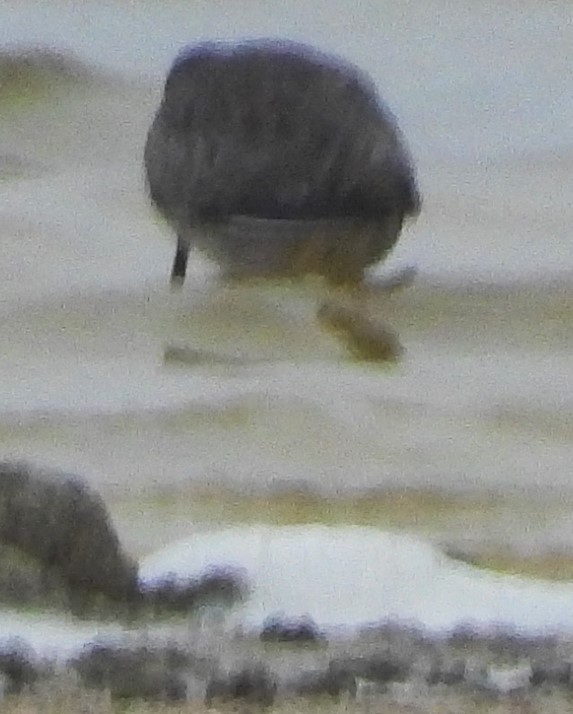 Long-billed Dowitcher - ML611110630