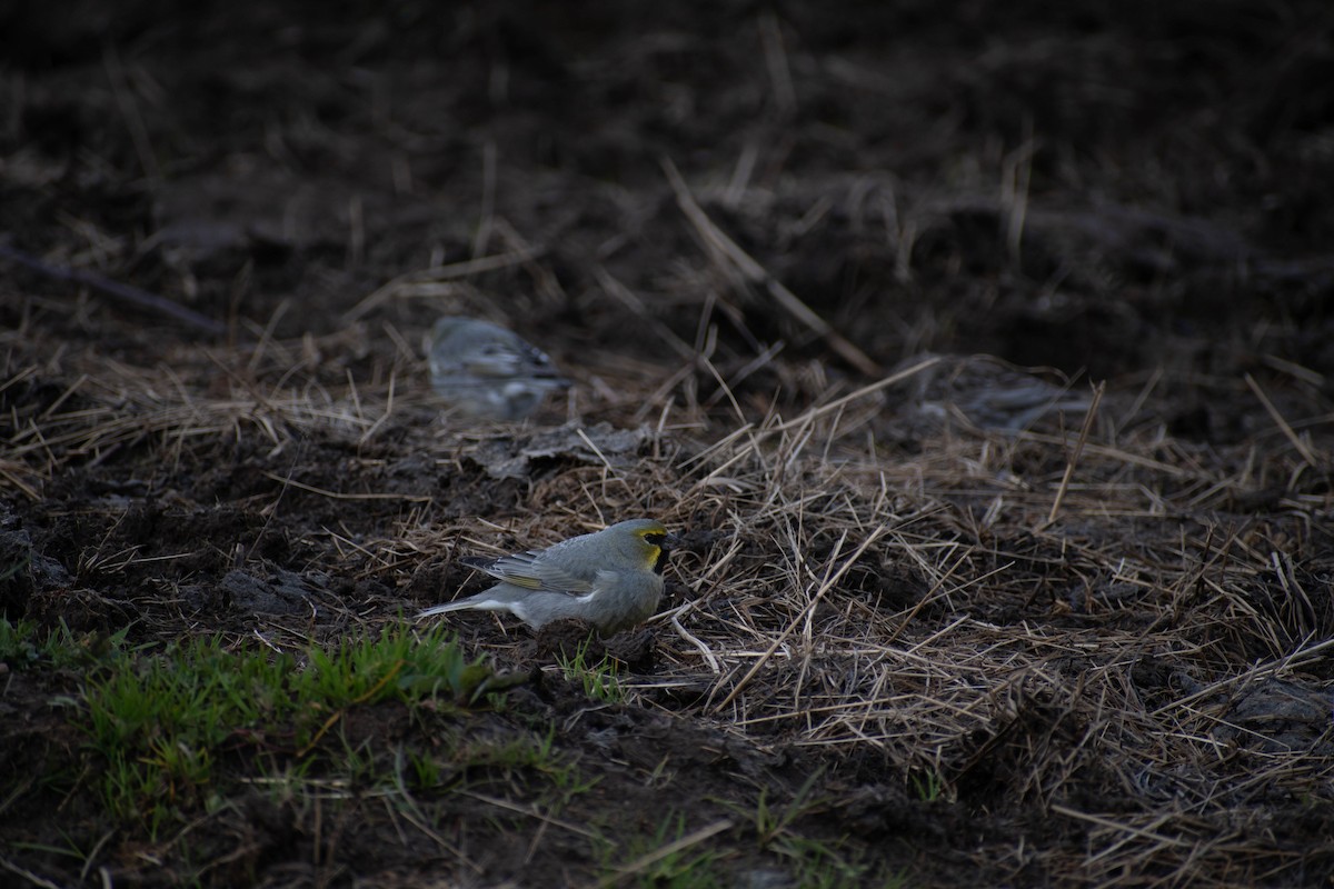 Yellow-bridled Finch - ML611110707