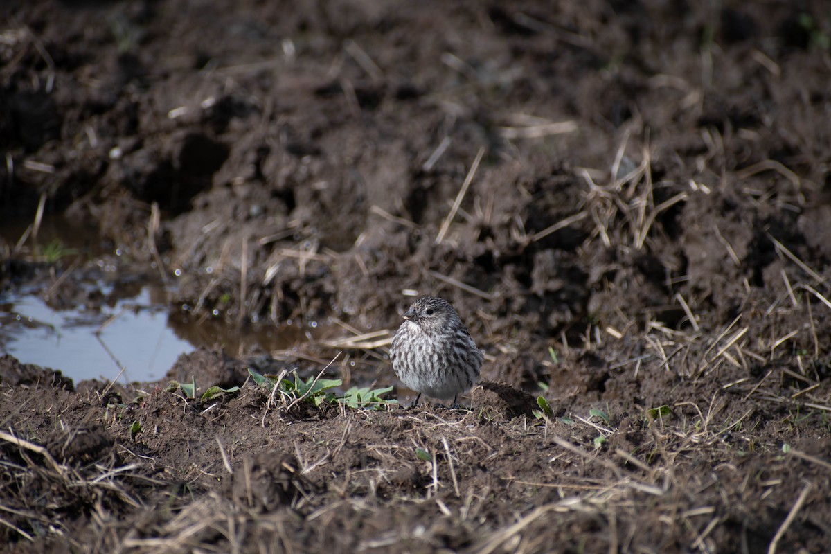 Yellow-bridled Finch - ML611110708