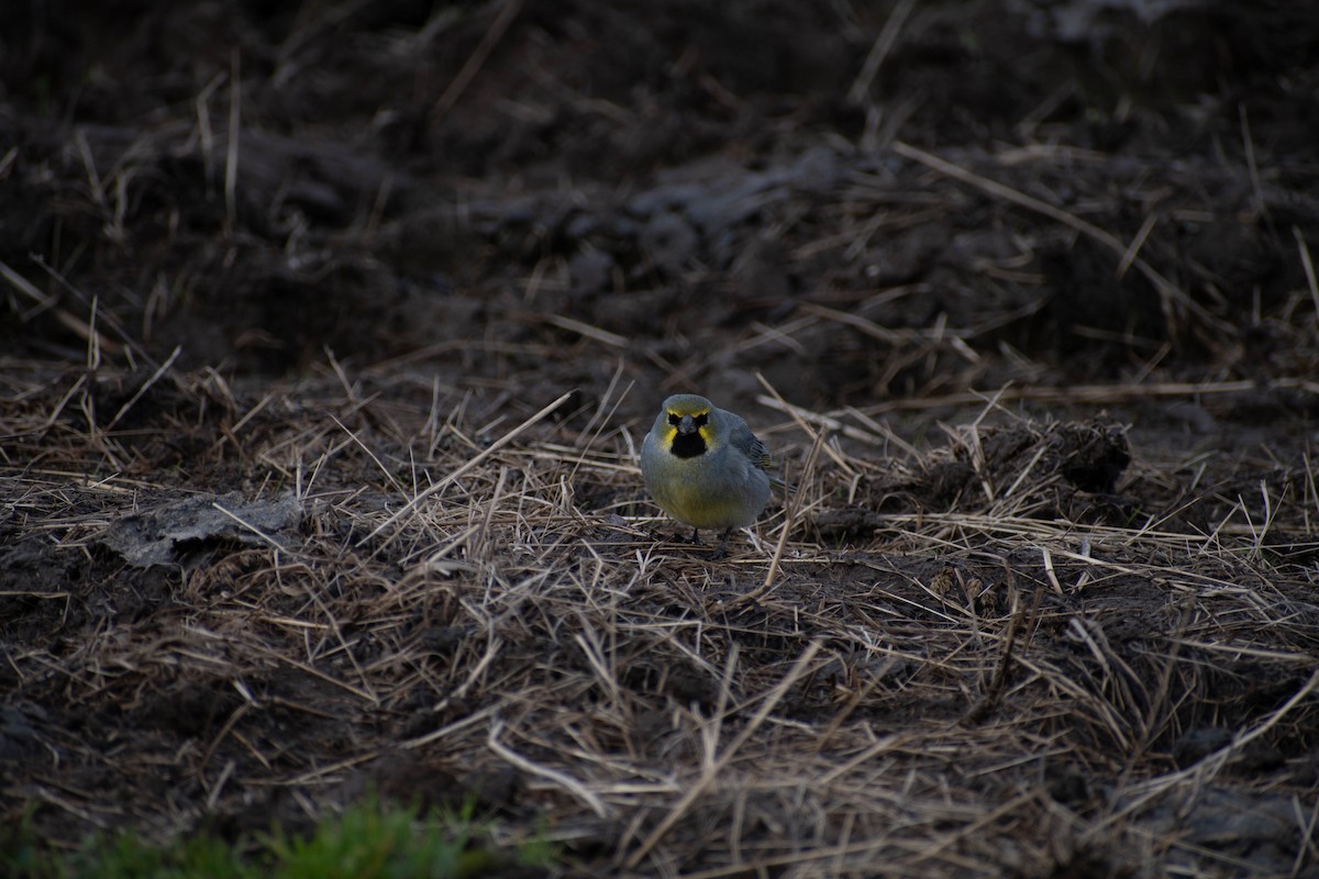 Yellow-bridled Finch - ML611110709