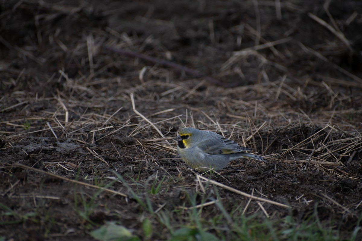 Yellow-bridled Finch - ML611110713