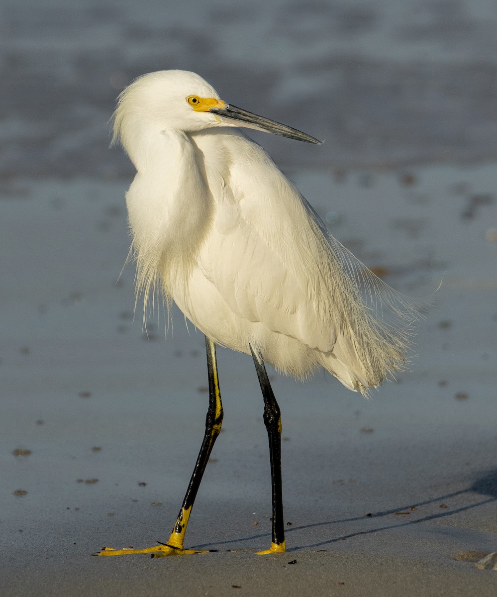Snowy Egret - ML611110714