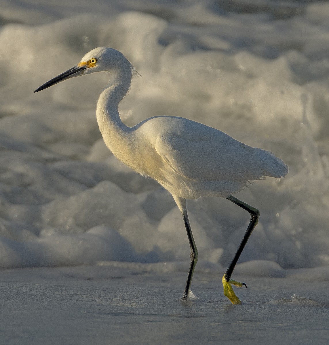 Snowy Egret - ML611110729