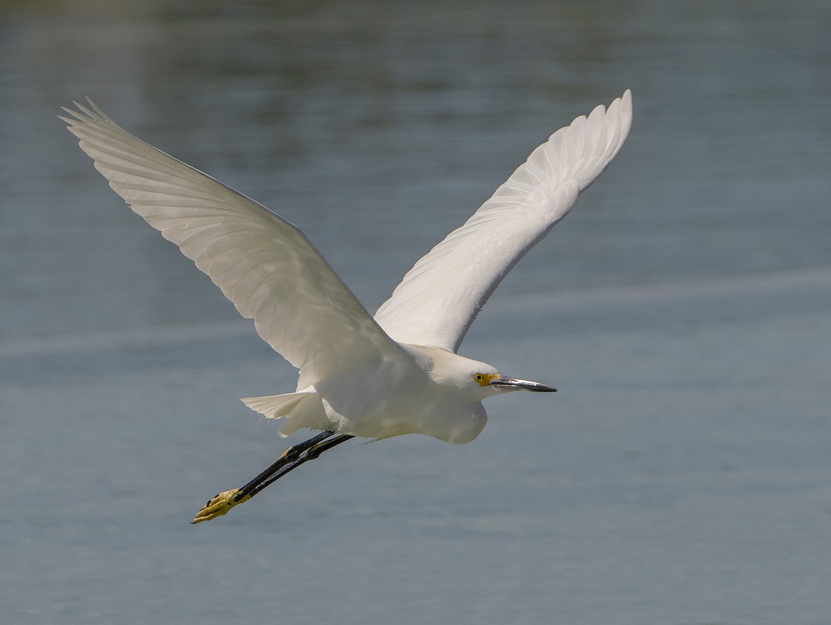 Snowy Egret - ML611110730