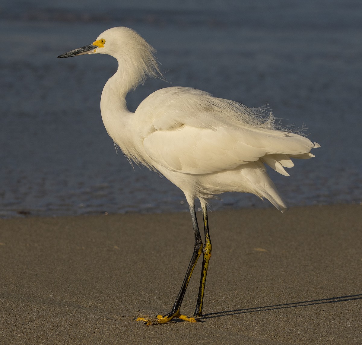 Snowy Egret - Jim Shane