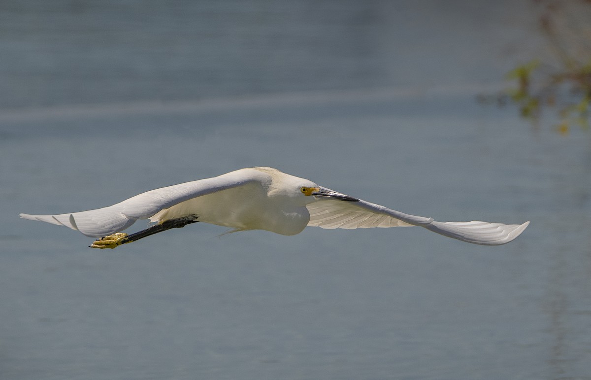 Snowy Egret - ML611110732