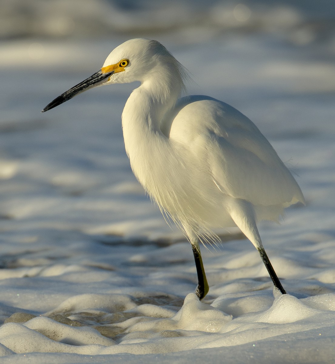 Snowy Egret - ML611110737