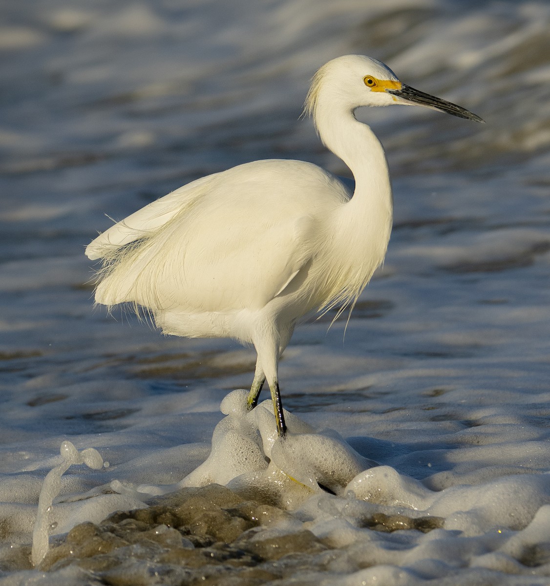 Snowy Egret - ML611110739