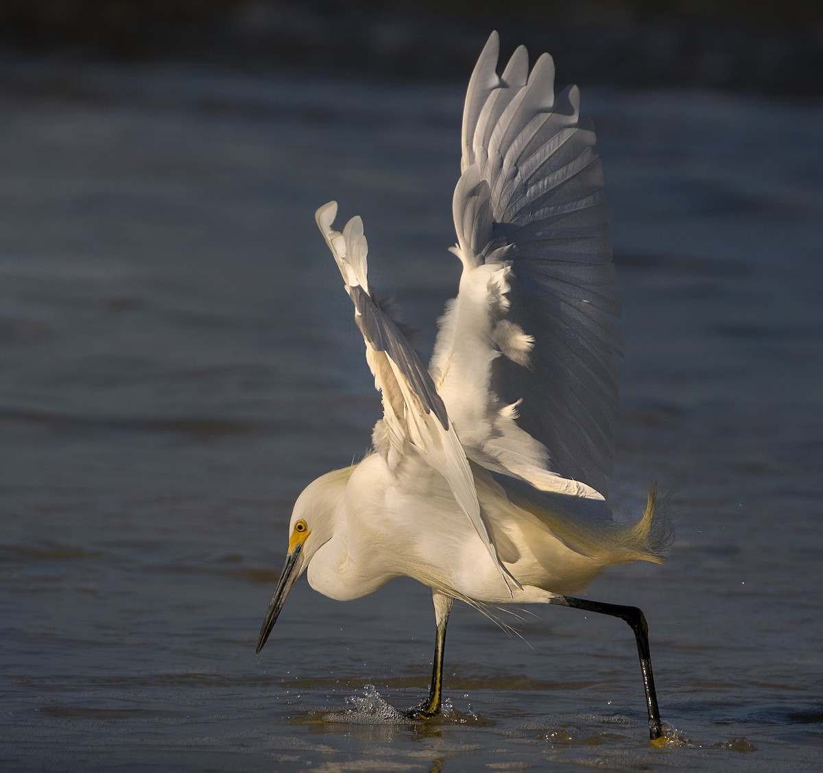 Snowy Egret - Jim Shane