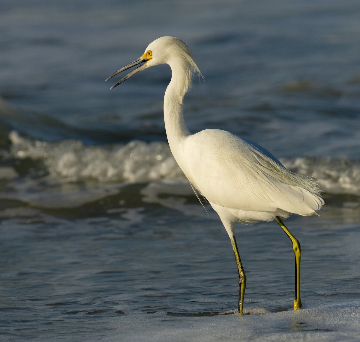 Snowy Egret - ML611110742