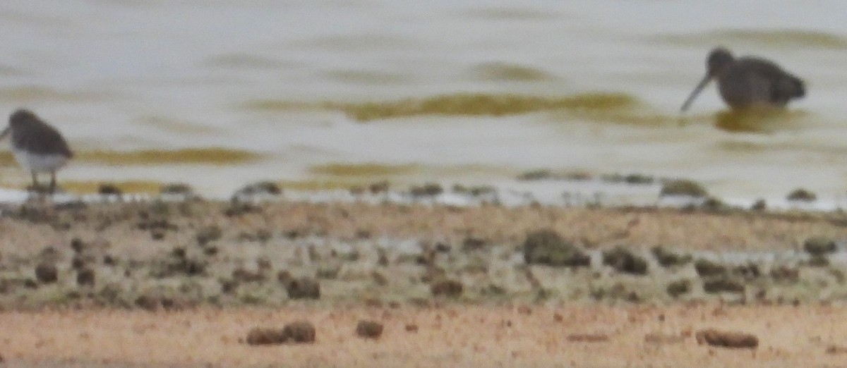 Long-billed Dowitcher - ML611110789