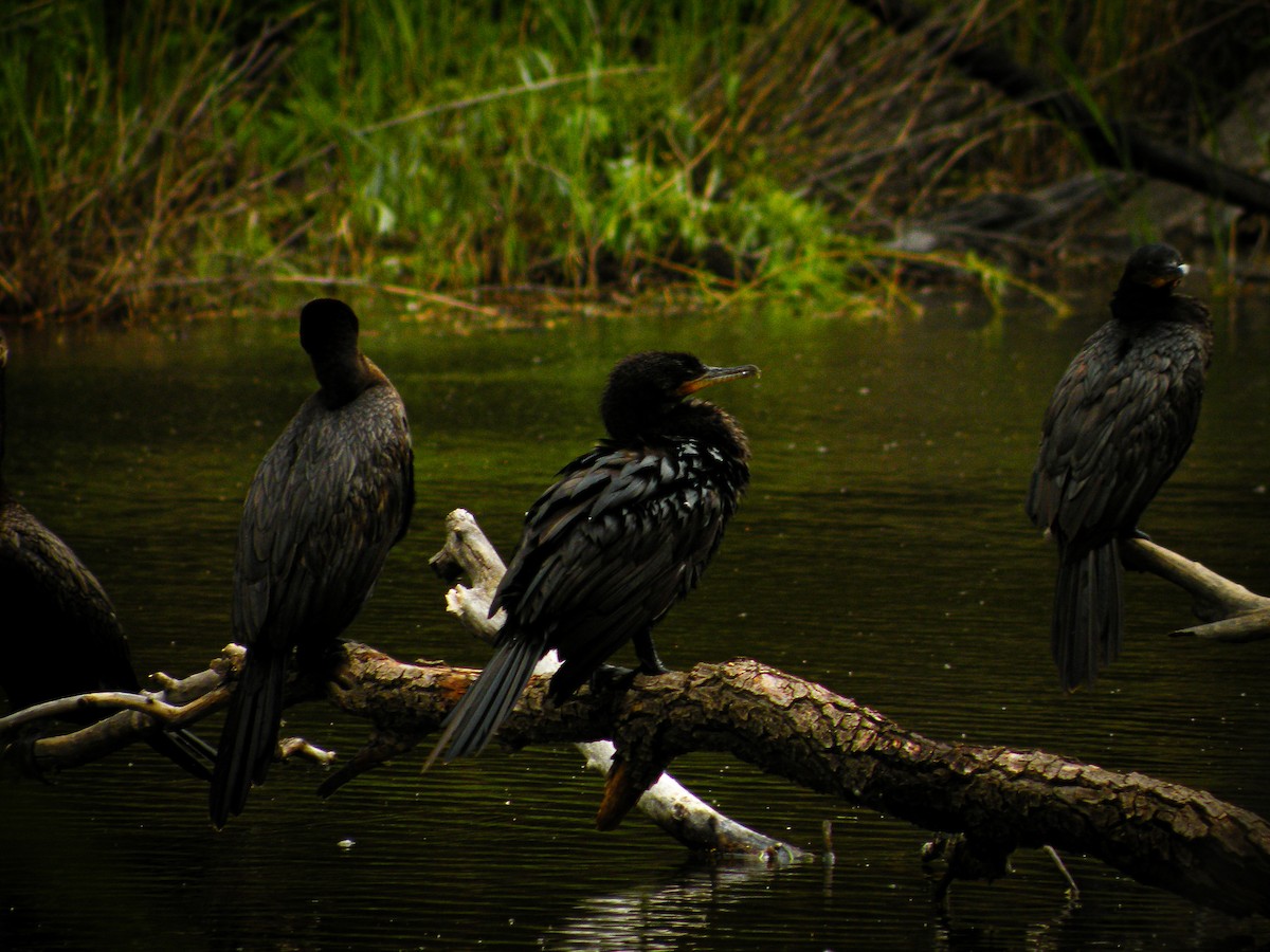 Neotropic Cormorant - ML611110794