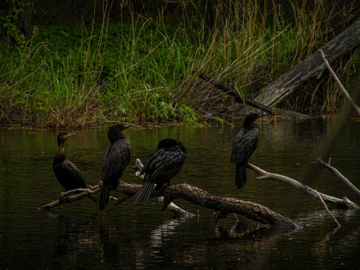 Neotropic Cormorant - Gerónimo Sergio Sampaolesi