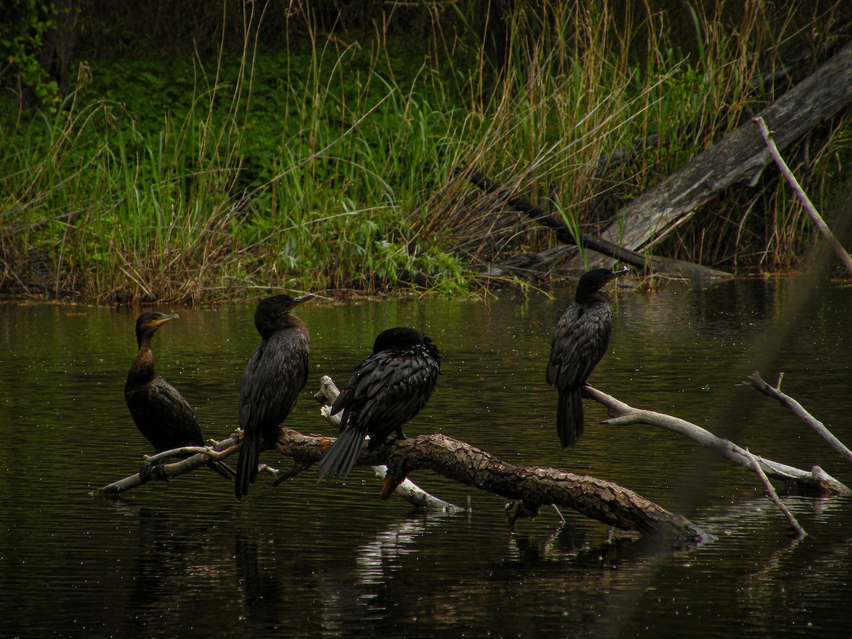 Cormorán Biguá - ML611110797