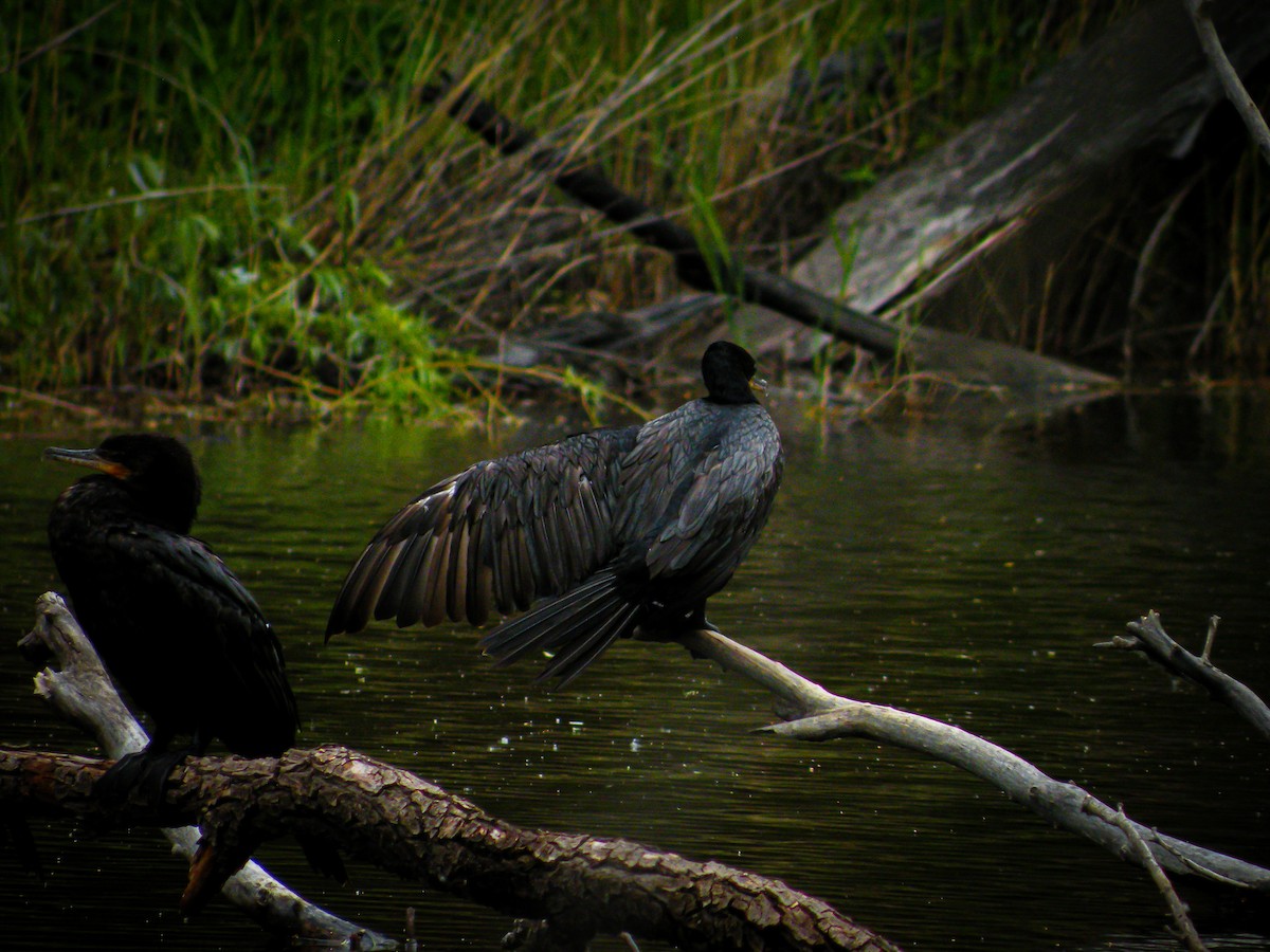 Cormorán Biguá - ML611110798