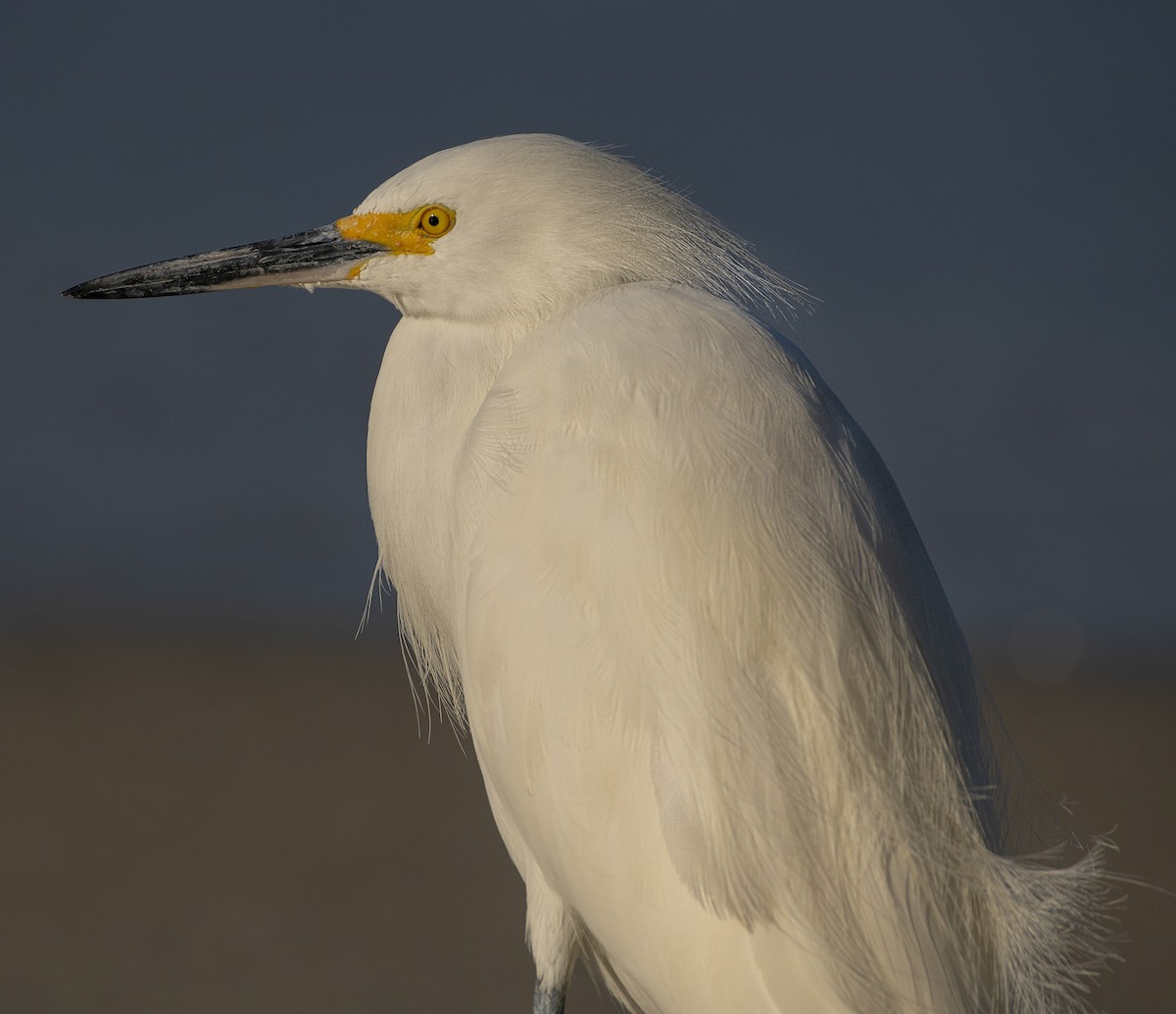 Snowy Egret - ML611110821