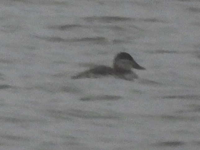 Ruddy Duck - Eric Haskell