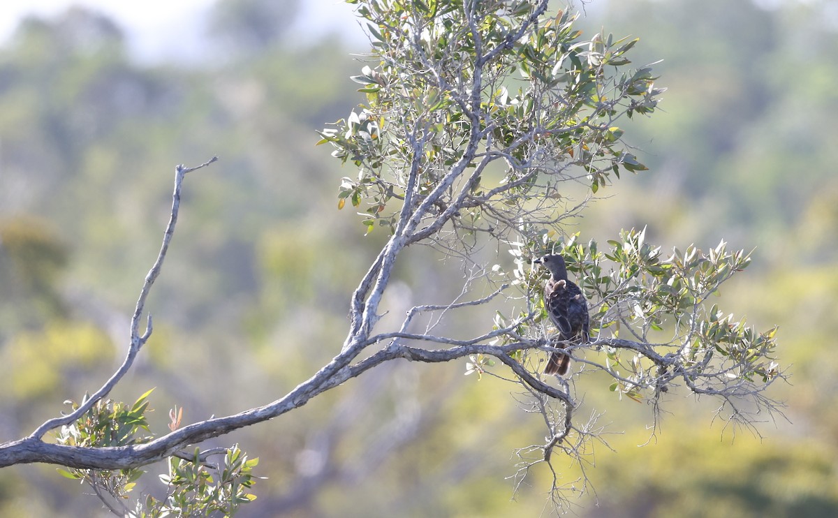 Fawn-breasted Bowerbird - Andy Gee