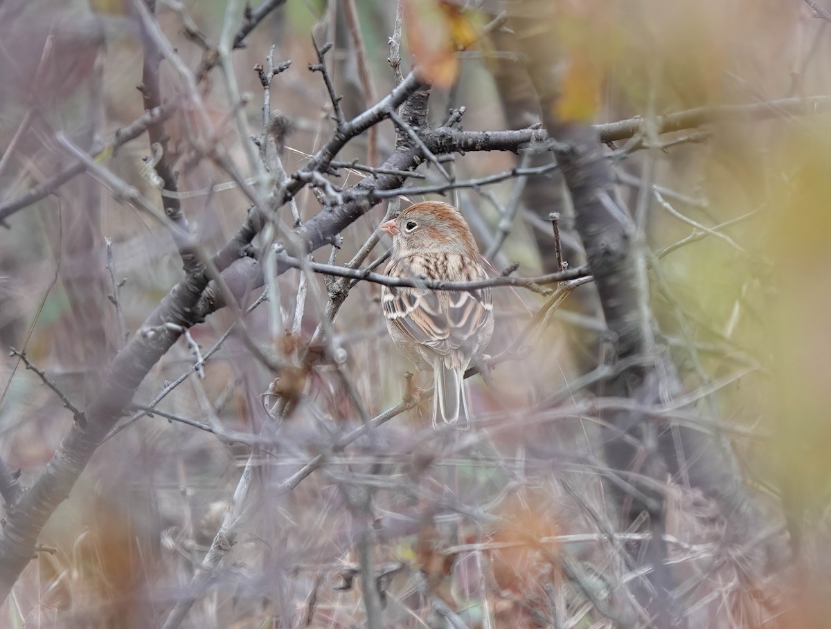 Field Sparrow - ML611110905