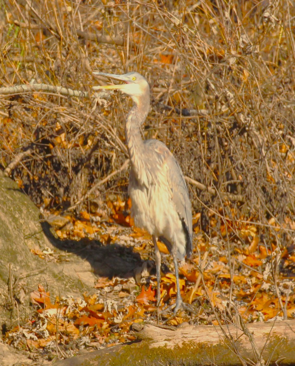 Garza Azulada - ML611110939