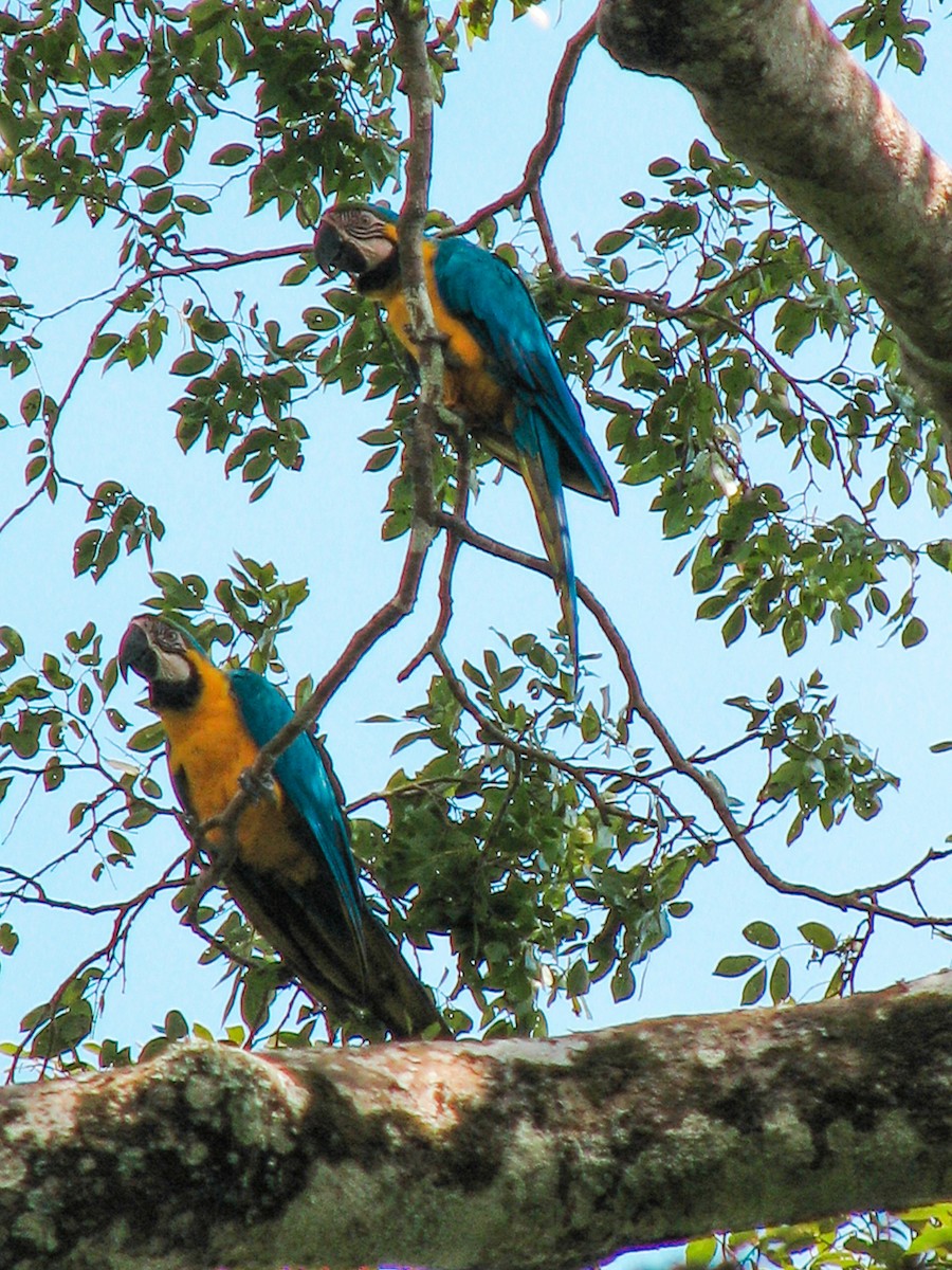 Blue-and-yellow Macaw - ML611111037