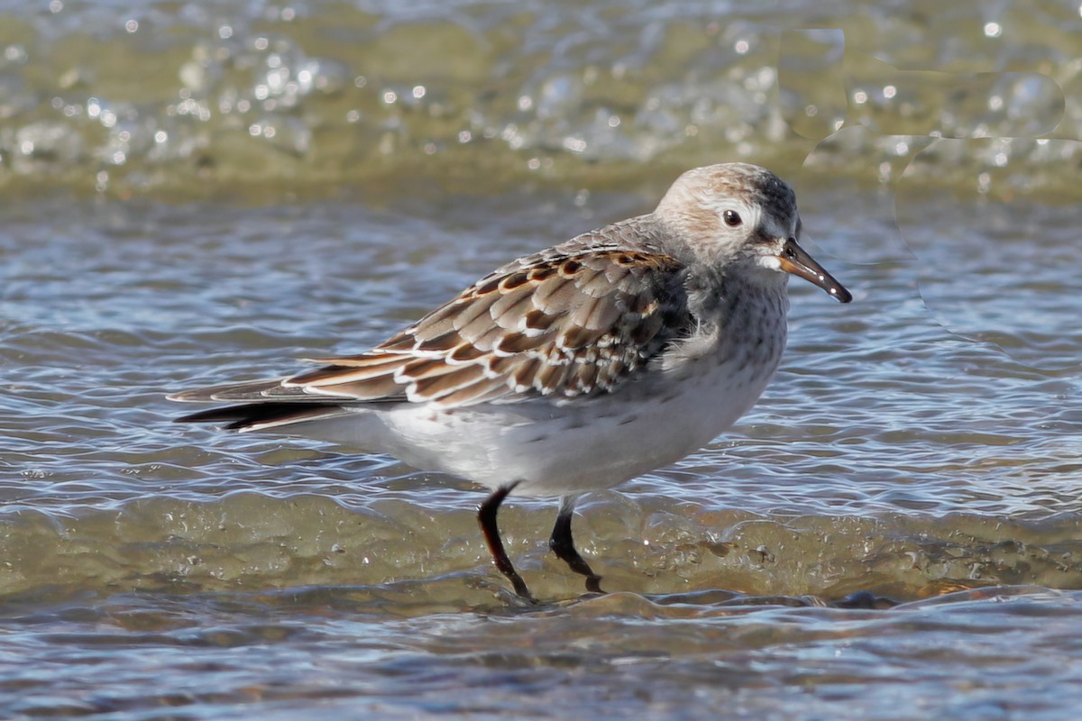 Weißbürzel-Strandläufer - ML611111066