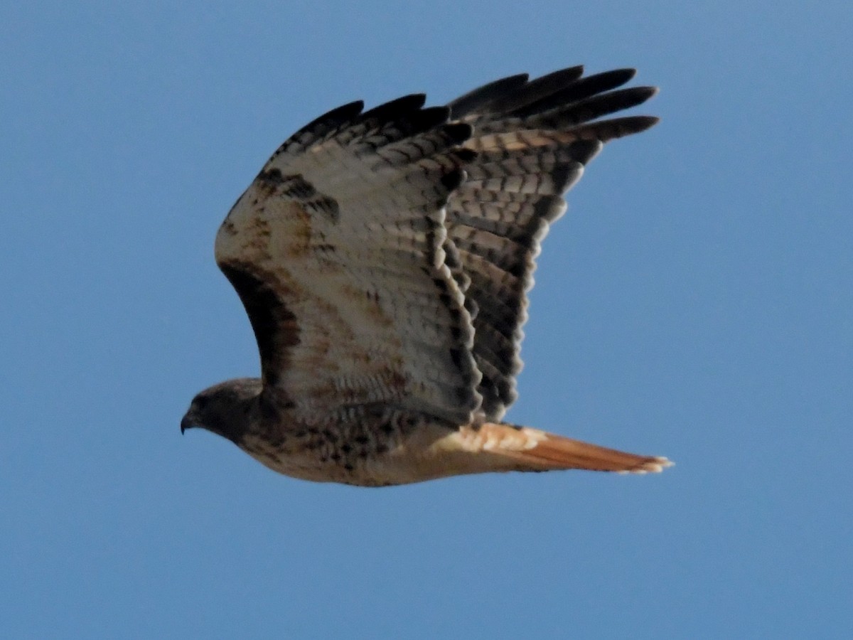Red-tailed Hawk - David Drews
