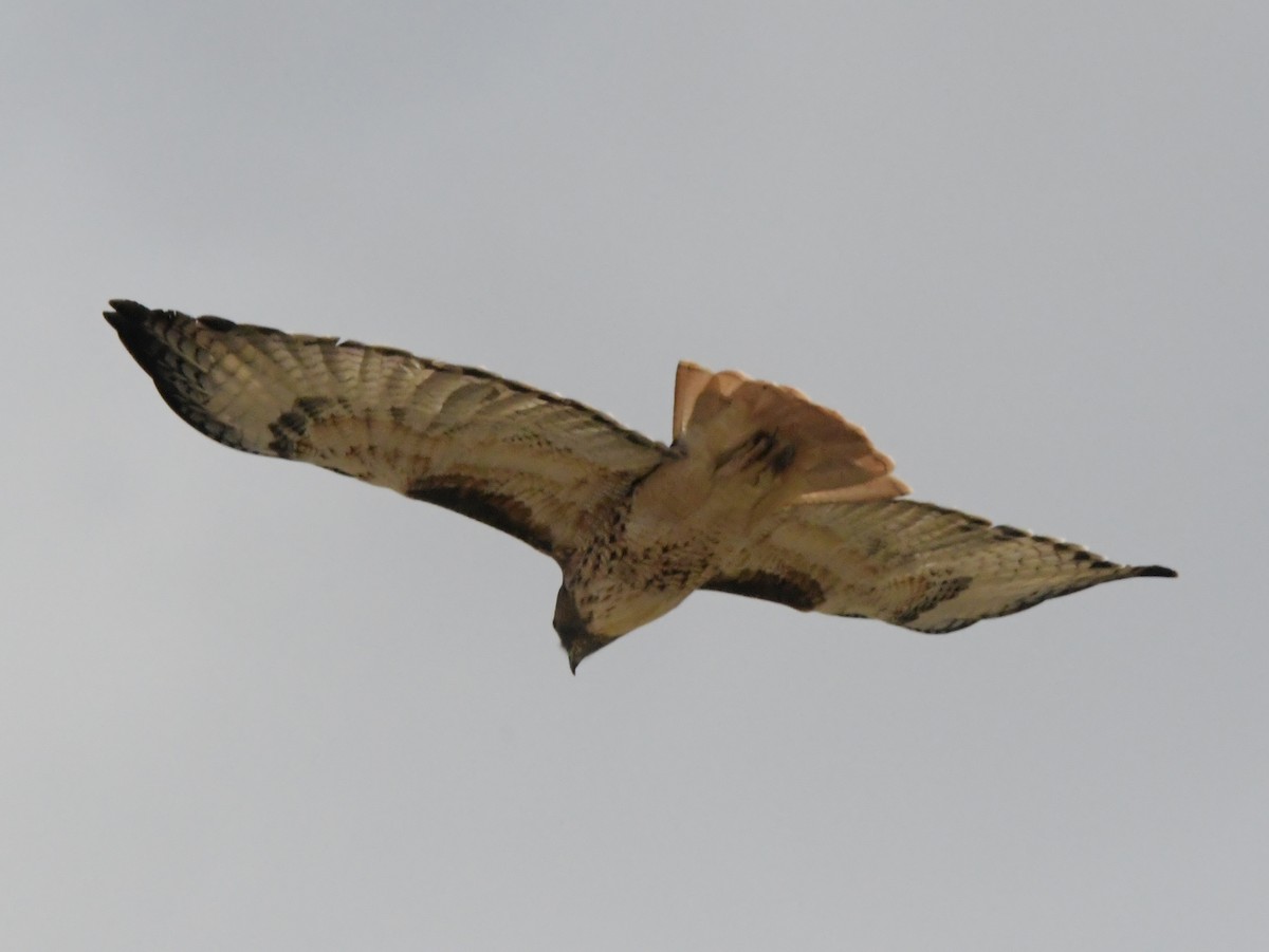 Red-tailed Hawk - David Drews