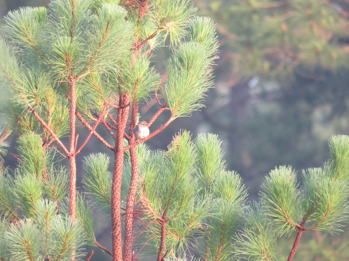 Bachman's Sparrow - ML611111219