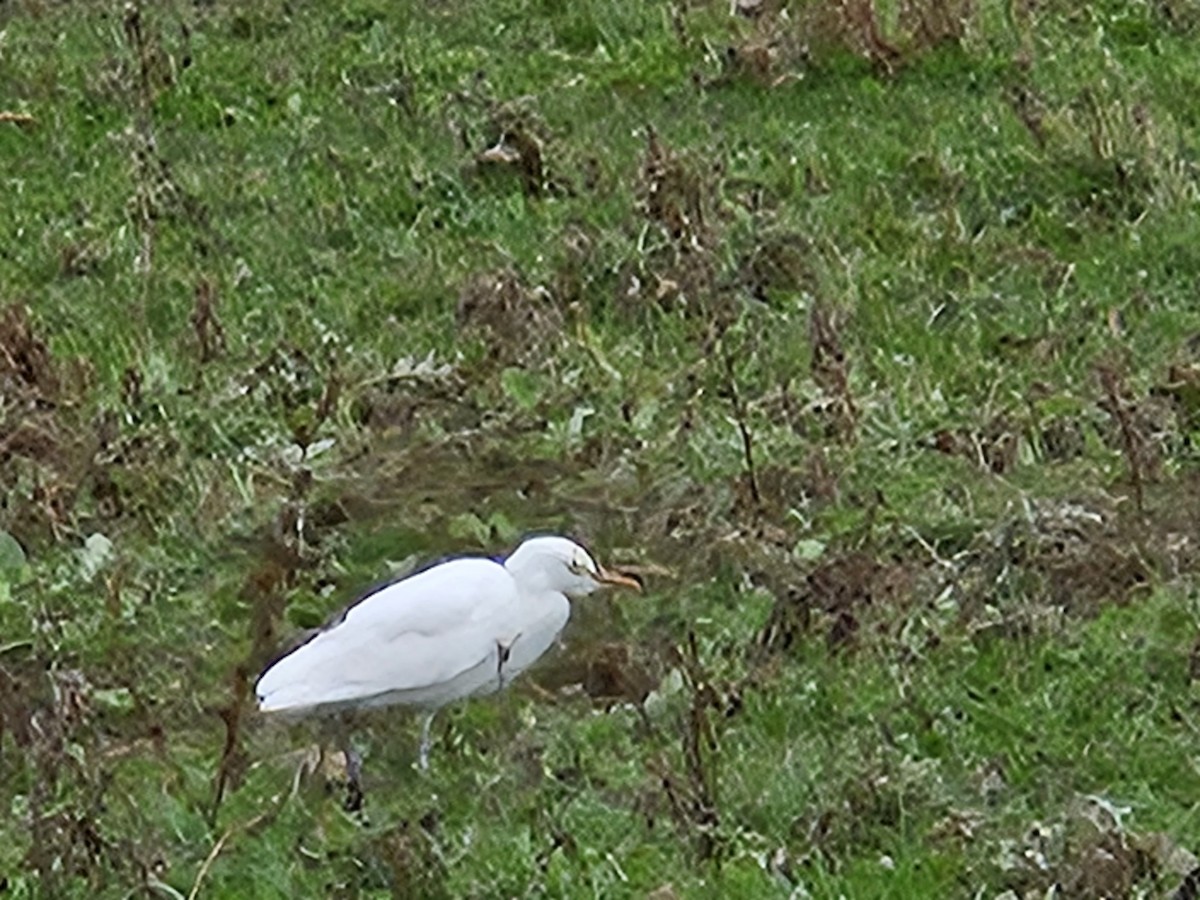 Western Cattle Egret - ML611111229