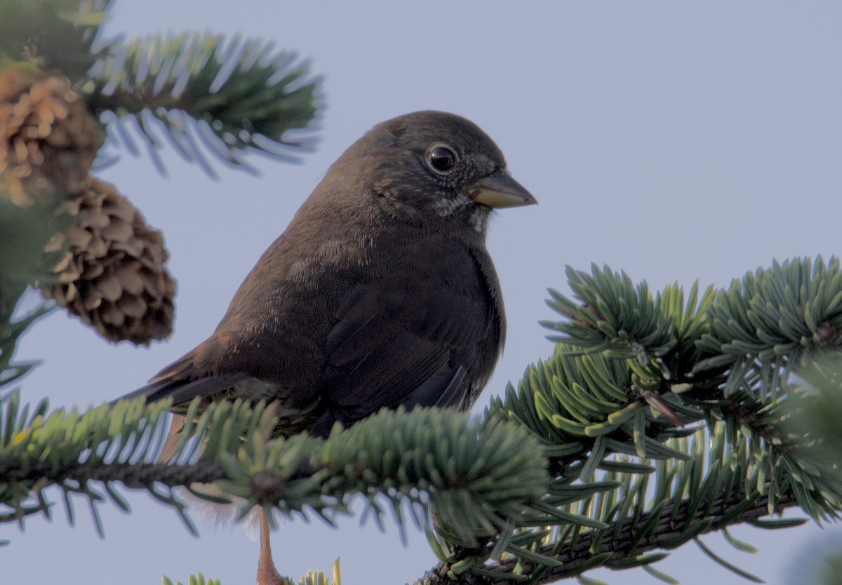 Fox Sparrow (Sooty) - ML611111320