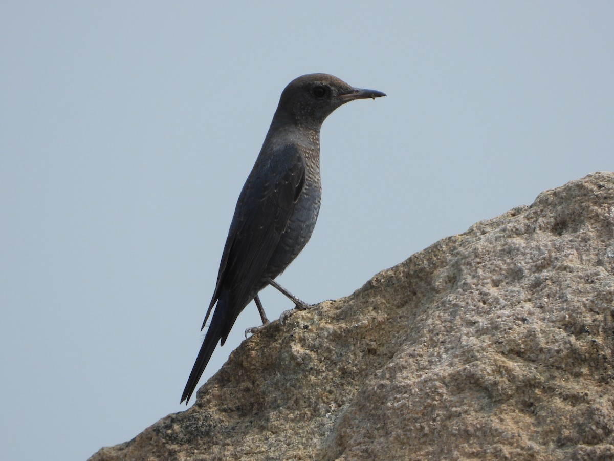 Blue Rock-Thrush - VASEN SULI