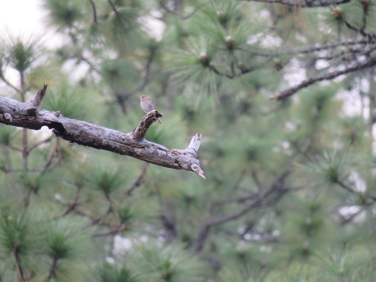 Bachman's Sparrow - ML611111467