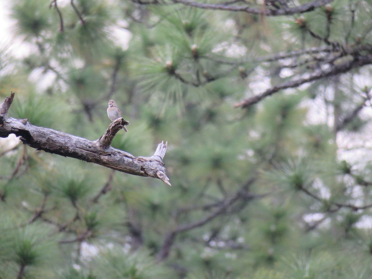 Bachman's Sparrow - ML611111468