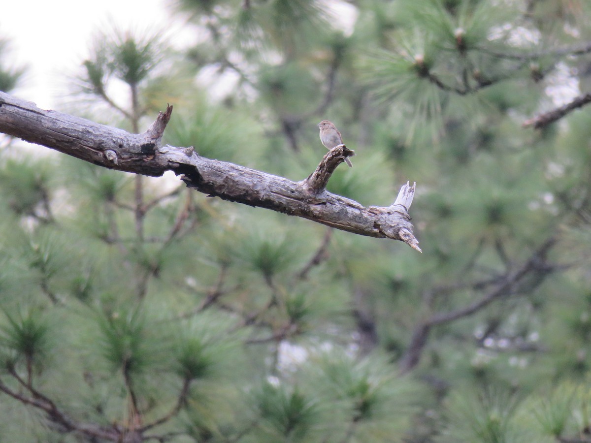 Bachman's Sparrow - ML611111469