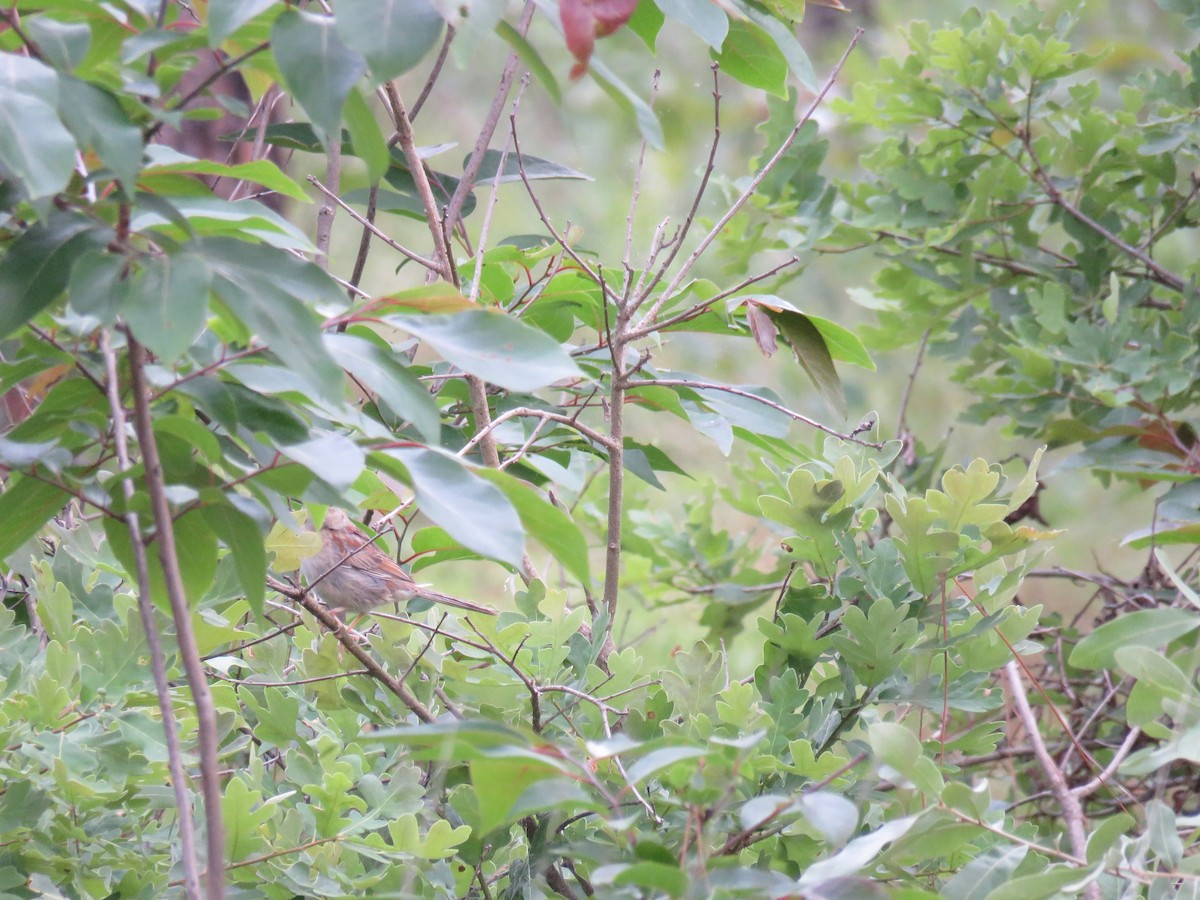 Bachman's Sparrow - ML611111471