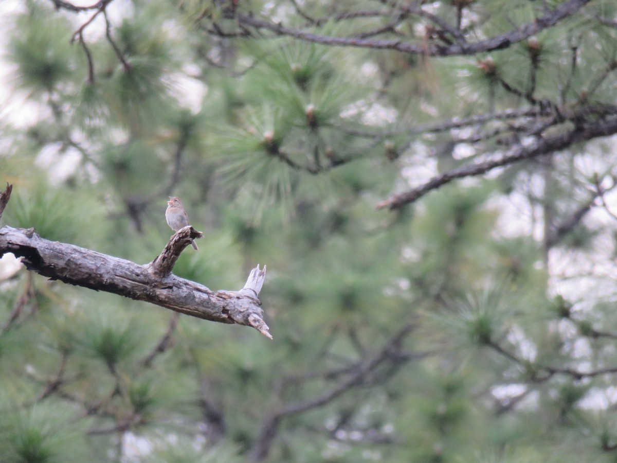 Bachman's Sparrow - ML611111472