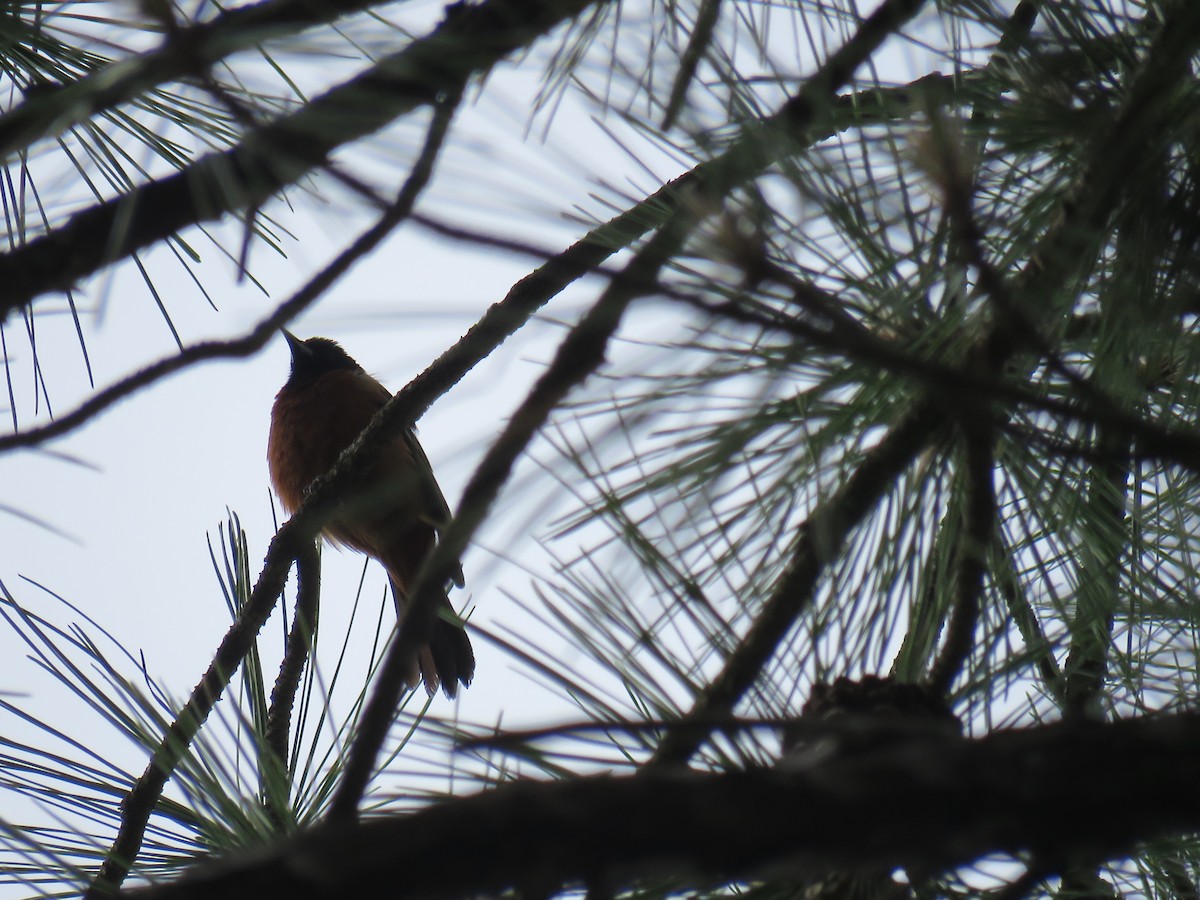 Orchard Oriole - ML611111476