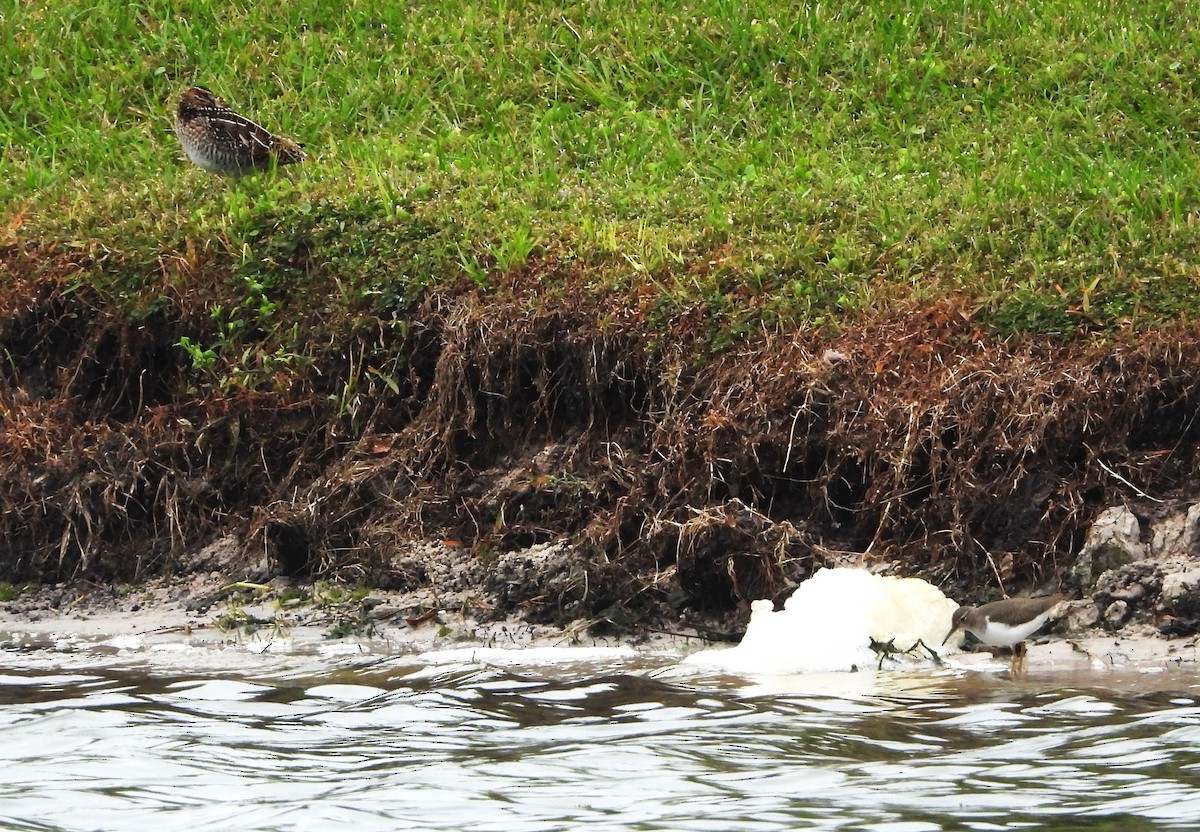 Wilson's Snipe - ML611111492