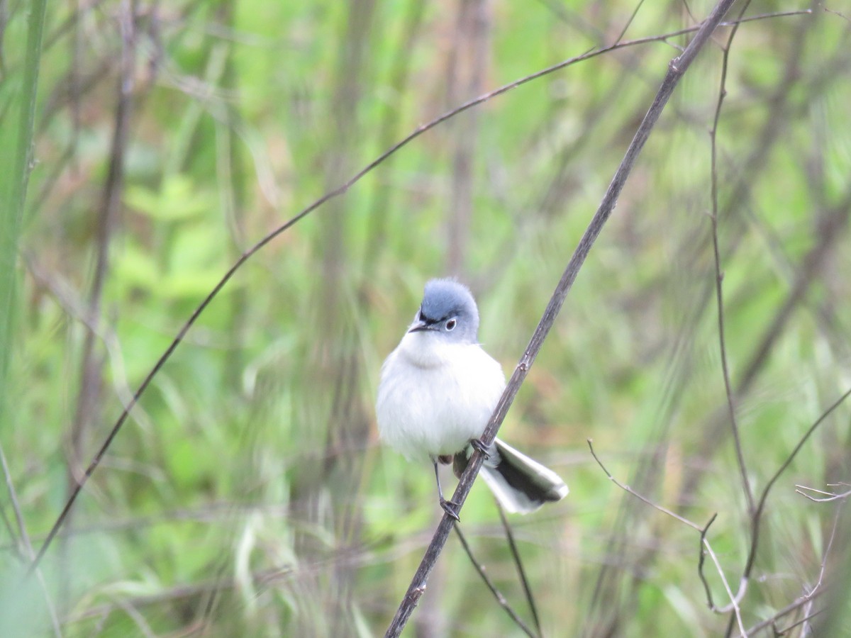 Blue-gray Gnatcatcher - ML611111523