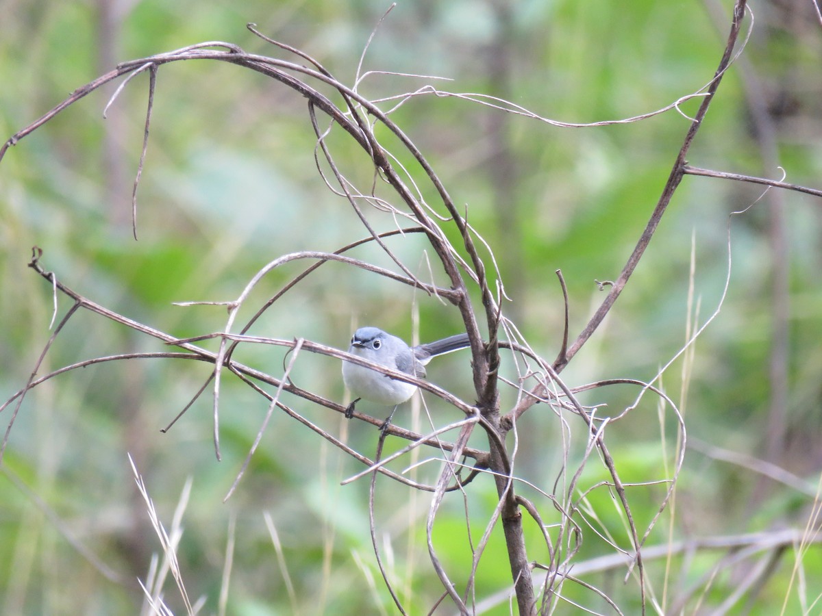 Blue-gray Gnatcatcher - ML611111526