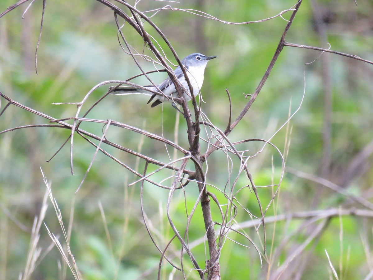 Blue-gray Gnatcatcher - ML611111529