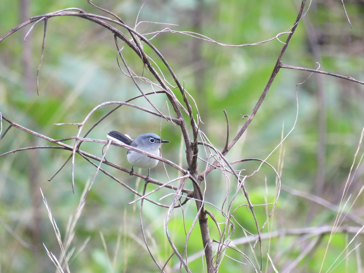 Blue-gray Gnatcatcher - ML611111530