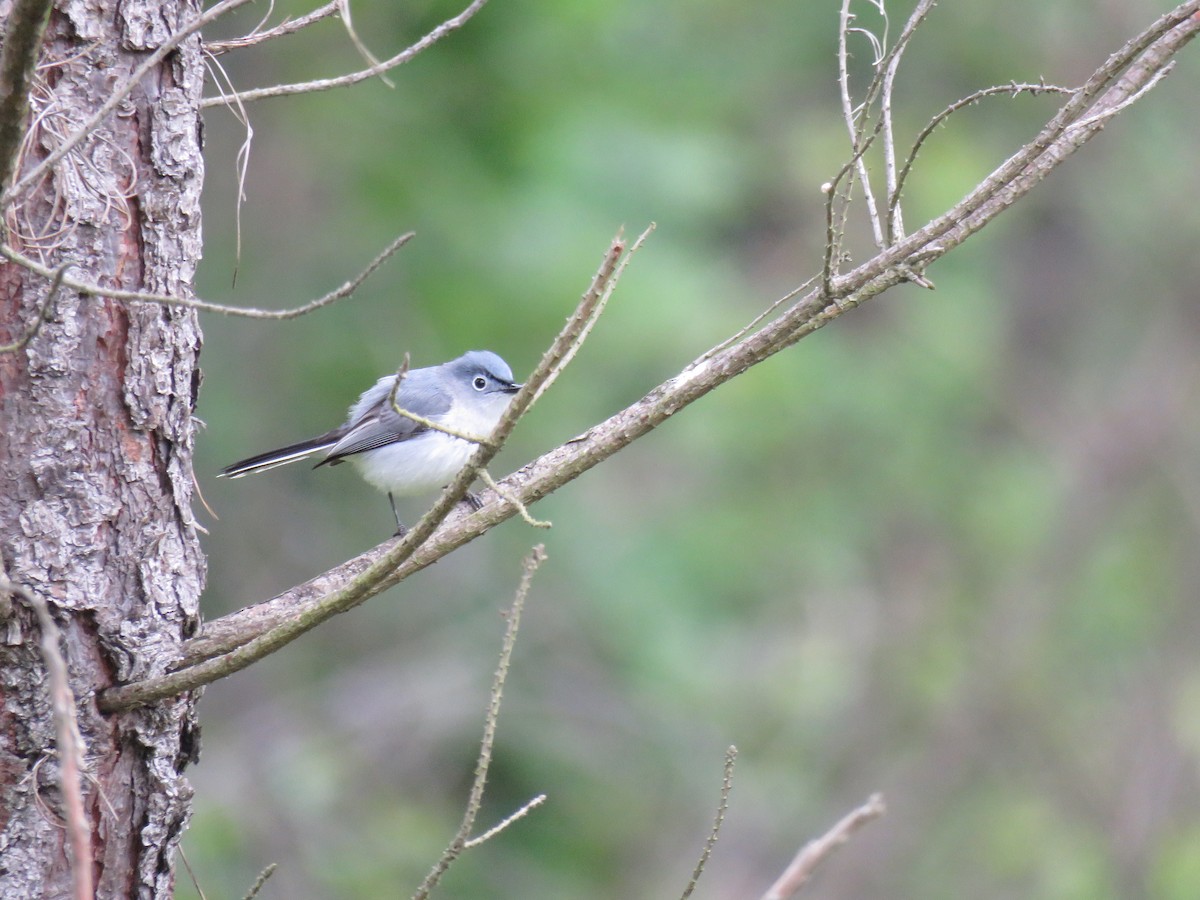 Blue-gray Gnatcatcher - ML611111532