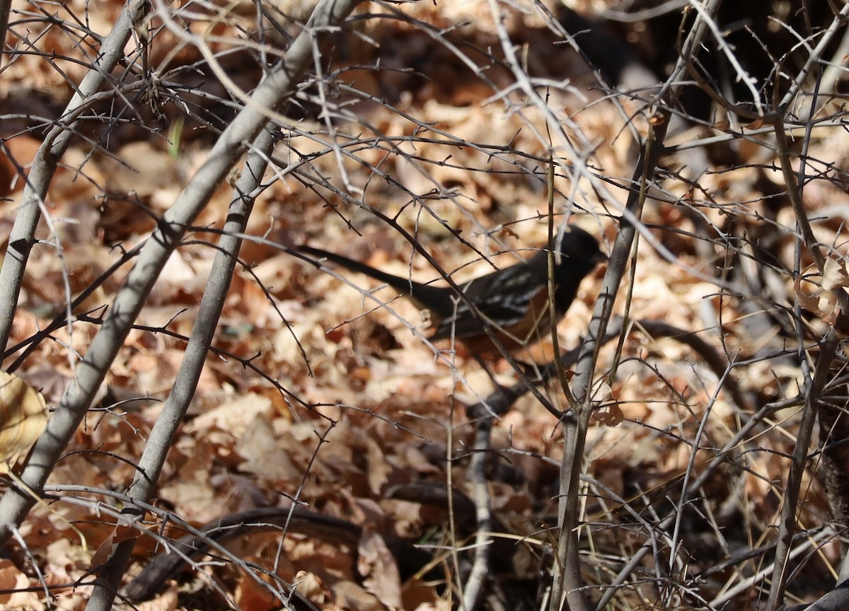 Spotted Towhee - ML611111544