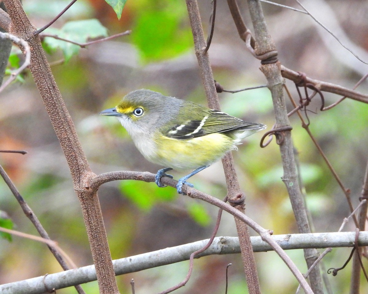 White-eyed Vireo - ML611111567