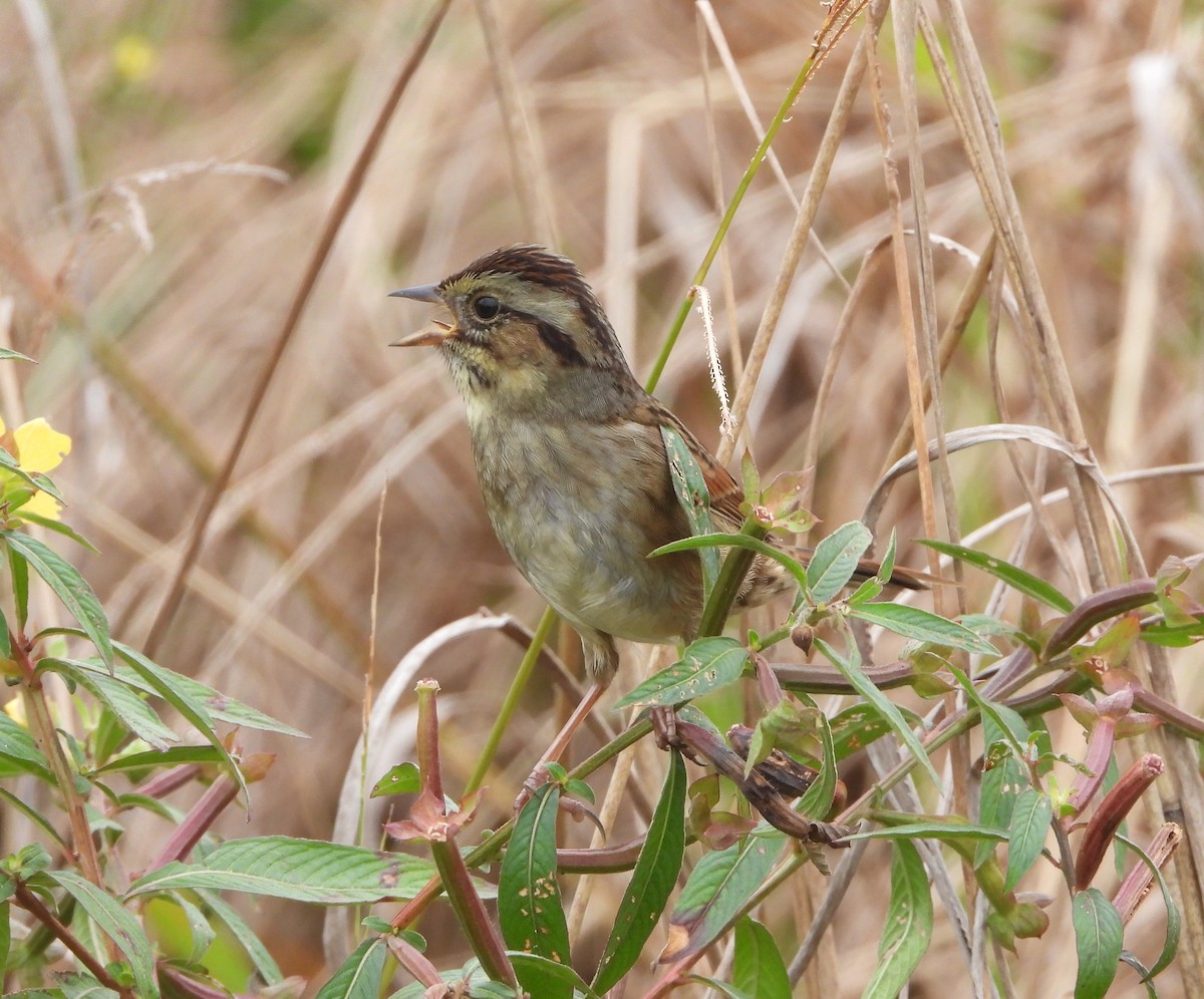 Swamp Sparrow - ML611111584